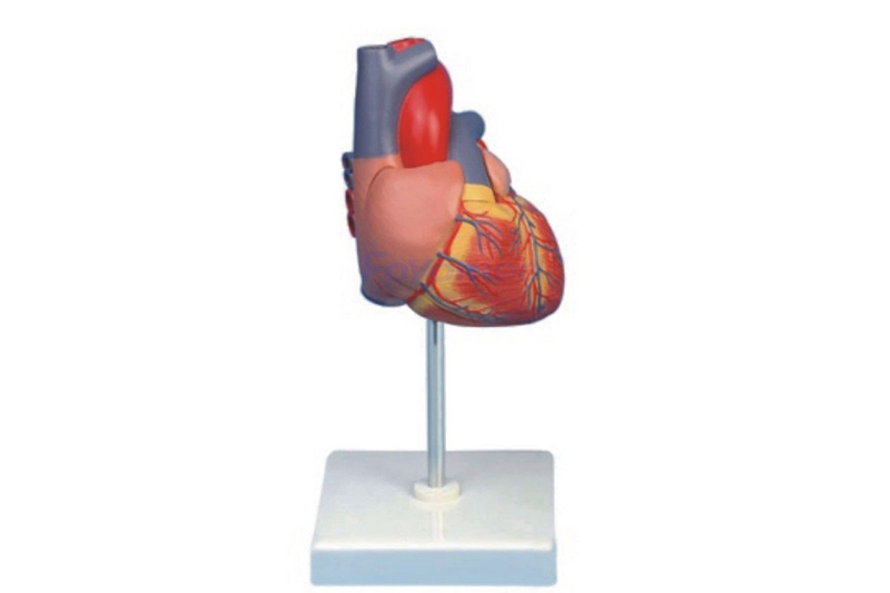 Adult Heart Model FYM1101
